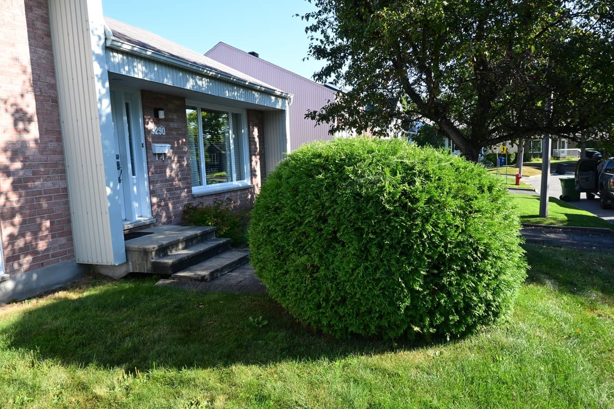 Avant les travaux — façade avec cèdre envahissant, marches en béton et pelouse clairsemée à Neufchâtel